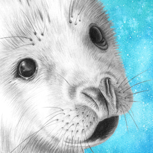 Baby Seal Pencil Drawing - Signed Giclée Wall Art Print - Wildlife Portraits - East Neuk Beach Crafts
