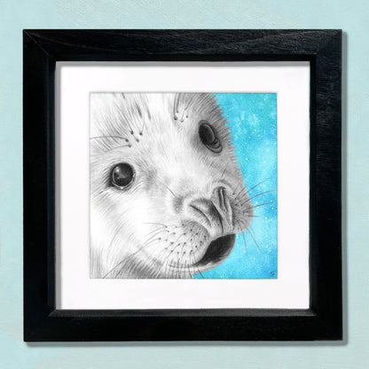 Baby Seal Pencil Drawing - Signed Giclée Wall Art Print - Wildlife Portraits - East Neuk Beach Crafts