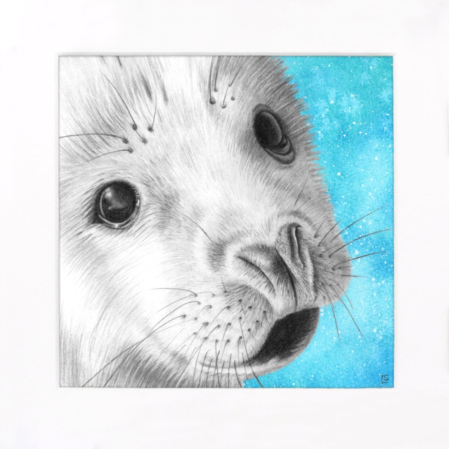 Baby Seal Pencil Drawing - Signed Giclée Wall Art Print - Wildlife Portraits - East Neuk Beach Crafts