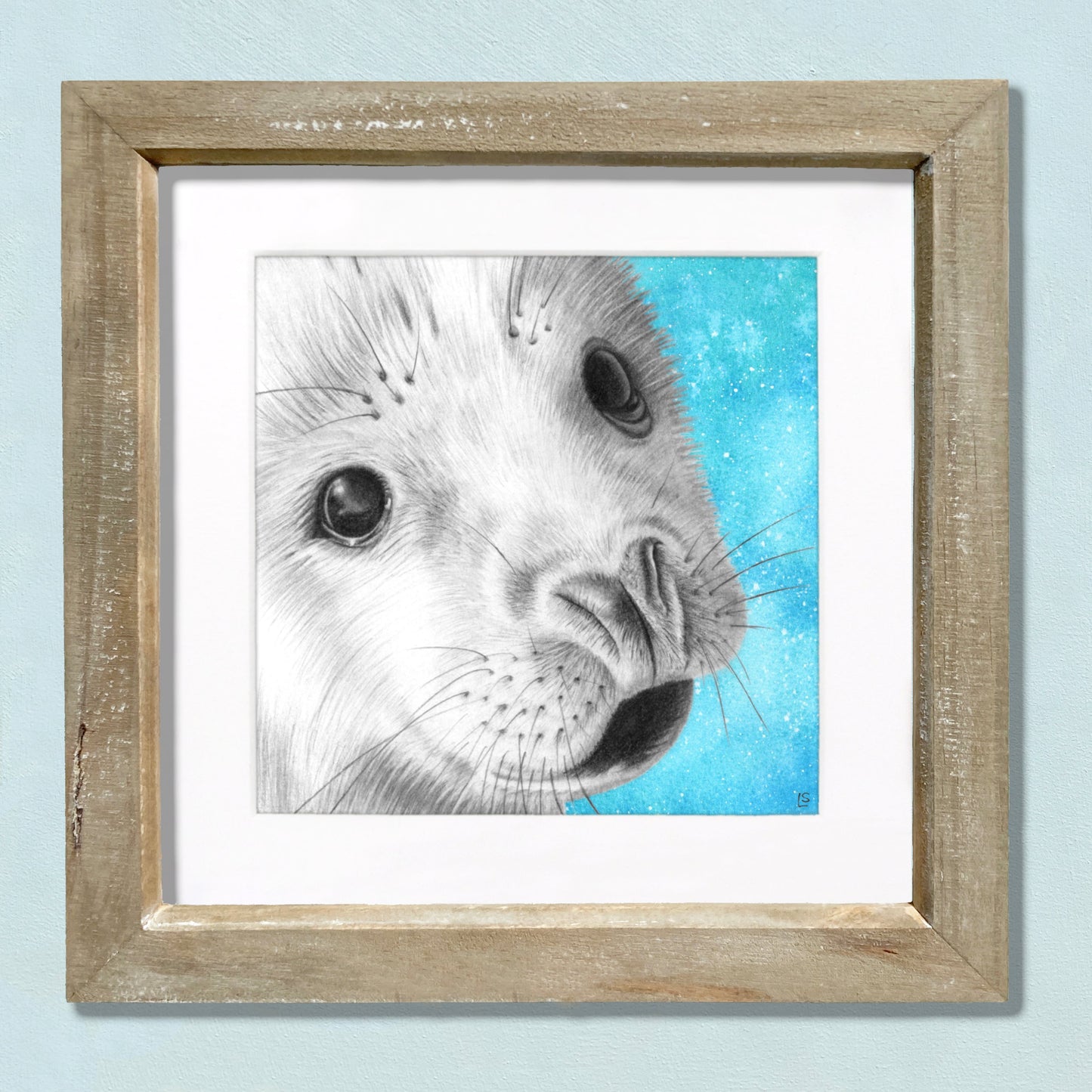 Baby Seal Pencil Drawing - Signed Giclée Wall Art Print - Wildlife Portraits - East Neuk Beach Crafts